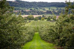 'View south over the Teme valley featuring the orchards and hop field typical of the area'