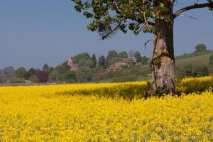 Oil seed rape fields in the Teme Valley with Lindridge Church in the background.