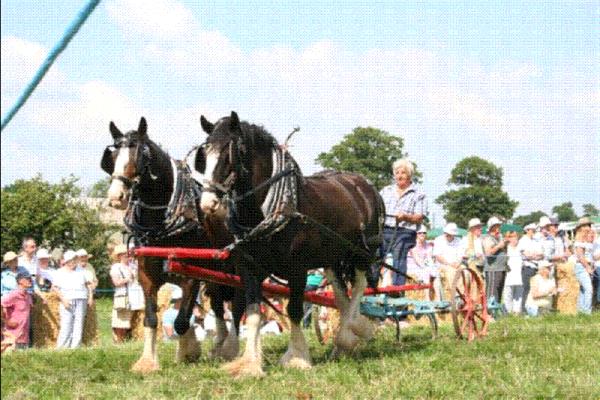 Trimpley Heavy Horse Festival 27.7.08