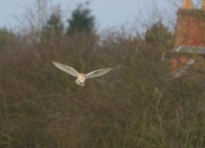 Barn Owl at Hampton Lovett