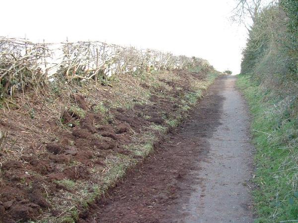 Hedge Laid !