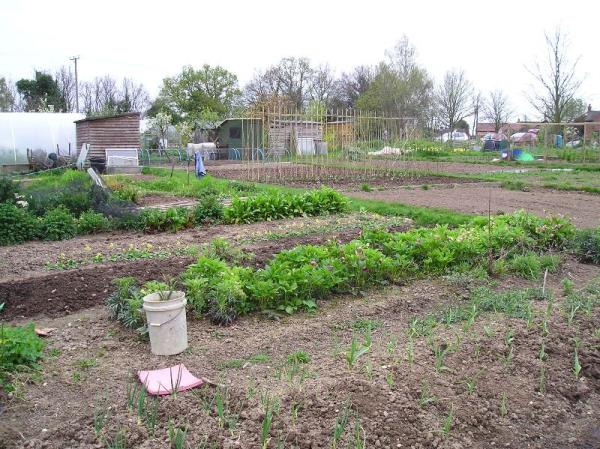 Lower Broadheath Allotments