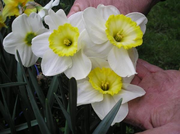 Lower Broadheath Allotments