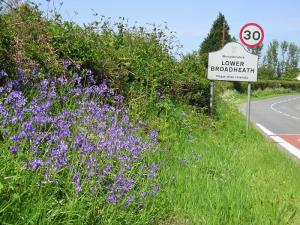 Bluebells adorn the verge approaching the village