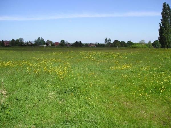 Buttercups on Broadheath Common