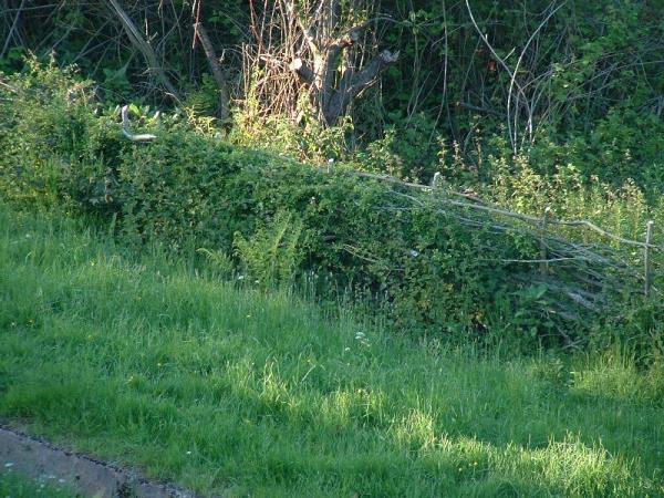 Allotment Hedge.