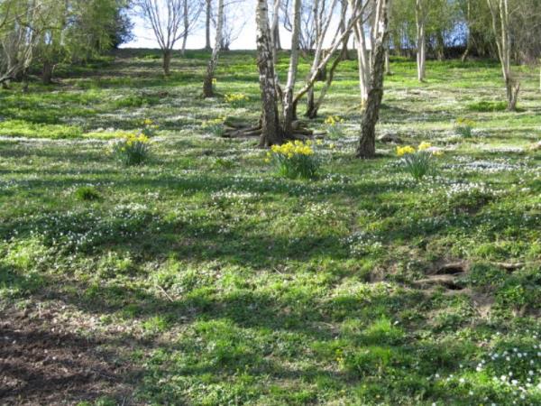 A carpet of flowers