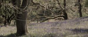 Spring on the Hills above Castlemorton 