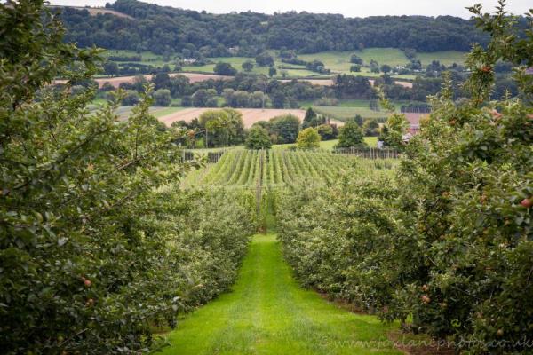 Teme Valley