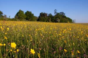 Spring meadow flowers on the Menithwood Millennium Green