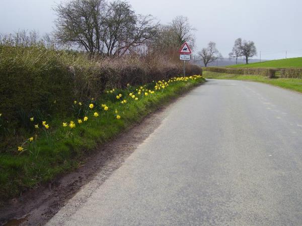 Spring in Upper Arley