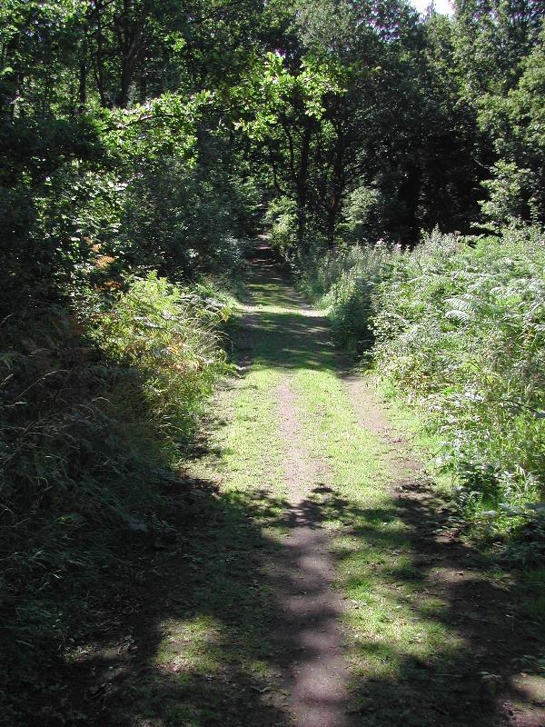 A view of Chaddesley Woods