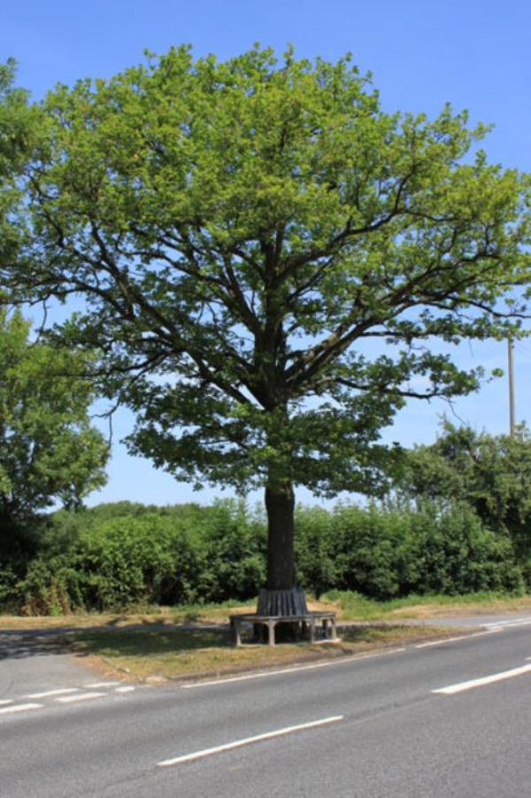 Memorial Tree at Holberrow Green
