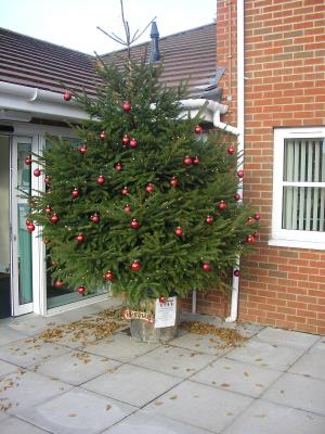 Christmas Tree donated by local resident.