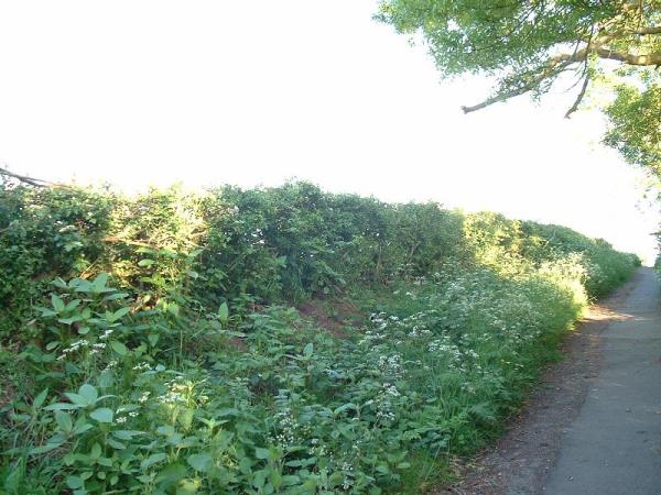Stocken Hedge.