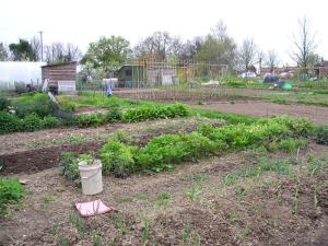 A futher example of an allotment holders hard work.