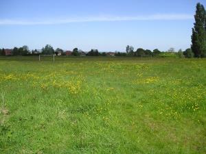 The common is decorated with wild flowers