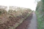 Hedge Laid !