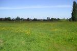 Buttercups on Broadheath Common