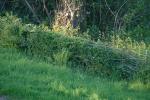 Allotment Hedge.