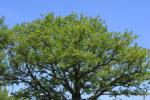 Memorial Tree at Holberrow Green