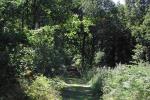 A view of Chaddesley Woods