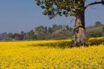 Fields in the Teme Valley