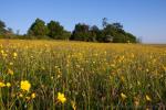 Meadow Flowers