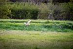 An owl out hunting