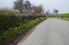 Daffodills in bloom