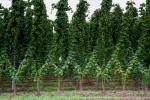 Hops in the Teme Valley