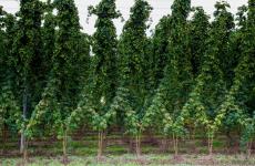 The hops harvest is a major agricultural product of Lindridge.
