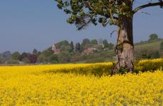 Oil seed rape fields in the Teme Valley with Lindridge Church in the background.