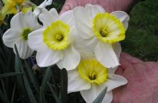 Daffodils grown by an allotment holder